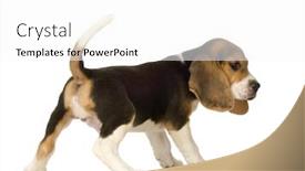  Presentation with white relativity theory - Presentation theme having beagle in front of white background background and a white colored foreground