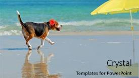  Presentation with vacation - Theme consisting of beagle-on-vacation background and a light blue colored foreground