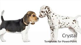  Presentation with leafes side - PPT theme with briquettes - side view of dalmatian background and a cream colored foreground