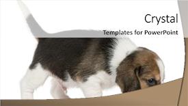  Presentation with month of march - Audience pleasing presentation consisting of beagle puppy 1 month old backdrop and a white colored foreground