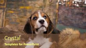  Presentation with beagle dog - Theme featuring beagle-puppy-bite-dolls background and a tawny brown colored foreground
