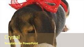  Presentation with beagle dog - Slide set consisting of beagle puppy dog playing with a christmas decoration wearing a christmas ribbon background and a tawny brown colored foreground