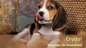  Presentation with beagle dog - PPT theme consisting of beagle-puppy-looks-resting-cute background and a tawny brown colored foreground