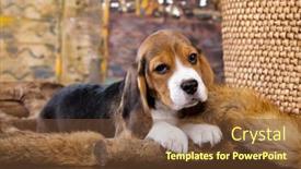 Presentation with beagle dog - Presentation design with beagle-puppy-looks-resting-cute background and a tawny brown colored foreground