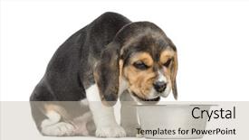  Presentation with beagle dog - Colorful PPT theme enhanced with beagle puppy sitting in front of a dog bowl without appetite isolated on white backdrop and a mint green colored foreground
