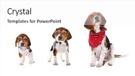  Presentation with growth - Slides with beagle puppy stages of growth background and a white colored foreground