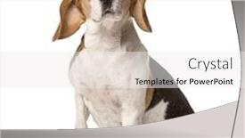  Presentation with paw - Slide deck enhanced with beagle-sitting-and-lifting-paw background and a white colored foreground
