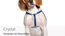  Presentation with sitting teddy bear isolated - Slide set enhanced with beagle-wearing-an-harness-isolated background and a white colored foreground