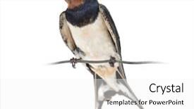  Presentation with swallow - Colorful slide deck enhanced with barn swallow hirundo rustica perched backdrop and a white colored foreground