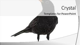  Presentation with blank whiteboard isolated on white - Beautiful PPT theme featuring blackbird turdus merula isolated backdrop and a white colored foreground