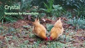  Presentation with hen - Beautiful slide set featuring free birds - egg hen play on ground backdrop and a ocean colored foreground