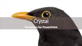  Presentation with quail bird common - Slide set having up on a common blackbird background and a light gray colored foreground