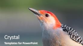  Presentation with wood - PPT theme with beaks - spotted wood pecker close up background and a gray colored foreground