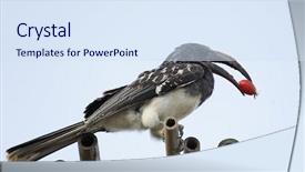  Presentation with ethiopia - Colorful presentation enhanced with hornbill bird with a red backdrop and a sky blue colored foreground