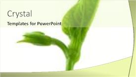  Presentation with leave - PPT theme featuring bean leave isolated on white background background and a blonde colored foreground