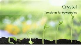  Presentation with seed germination - Beautiful presentation theme featuring bean seed germination different stages backdrop and a soft green colored foreground