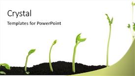  Presentation with seed germination - Cool new PPT theme with bean seed germination different stages backdrop and a white colored foreground