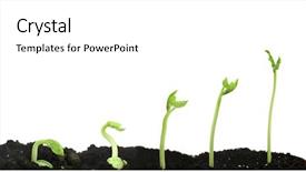  Presentation with seed germination - Audience pleasing slide deck consisting of bean seed germination different stages backdrop and a white colored foreground