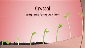  Presentation with seed germination - Beautiful slide deck featuring bean seed germination different stages backdrop and a lemonade colored foreground