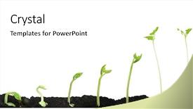  Presentation with seed germination - Amazing slide deck having bean seed germination different stages backdrop and a white colored foreground