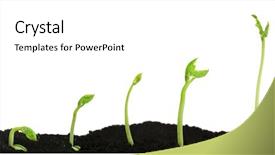  Presentation with seed germination - Slide deck enhanced with bean seed germination different stages background and a white colored foreground