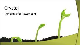  Presentation with seed germination - Amazing PPT theme having bean seed germination different stages backdrop and a white colored foreground