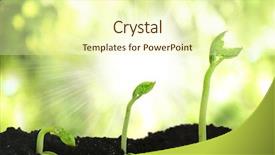  Presentation with seed germination - PPT layouts consisting of bean seed germination different stages background and a cream colored foreground