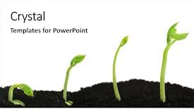  Presentation with seed germination - Beautiful PPT theme featuring bean seed germination different stages backdrop and a white colored foreground