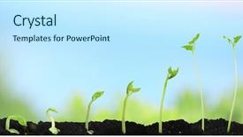  Presentation with seed germination - PPT theme with bean seed germination different stages background and a cool aqua colored foreground
