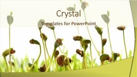  Presentation with seed germination - Beautiful theme featuring bean seed germination with soil backdrop and a cream colored foreground