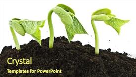  Presentation with seeds - Presentation theme featuring bean seeds germinating shot background and a wine colored foreground