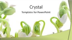  Presentation with seed germination - Amazing PPT theme having bean seeds germination isolated backdrop and a white colored foreground