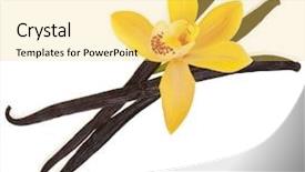 Presentation with vanilla - Cool new PPT layouts with beans flower - vanilla orchid pod isolated backdrop and a yellow colored foreground