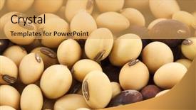  Presentation with soy - Amazing theme having beans legumes - dry soy background backdrop and a yellow colored foreground