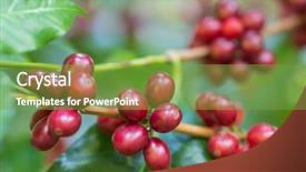  Presentation with coffee beans - Presentation design consisting of beans ripening on a tree background and a seafoam green colored foreground