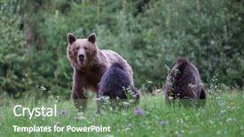  Presentation with brown bear - PPT theme enhanced with bear and her two cub background and a seafoam green colored foreground