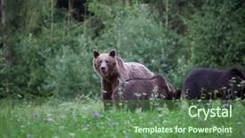  Presentation with brown bear - Beautiful PPT theme featuring bear and her two cub backdrop and a ocean colored foreground
