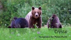  Presentation with brown bear - Colorful theme enhanced with bear and her two cub backdrop and a seafoam green colored foreground