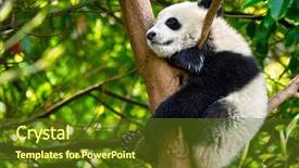  Presentation with food dimsum chinese in china - PPT layouts featuring bear cub on tree chengdu background and a tawny brown colored foreground