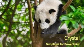  Presentation with tourist - Theme enhanced with bear cub on tree chengdu background and a tawny brown colored foreground