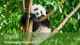  Presentation with tourist - Slide deck consisting of bear cub on tree chengdu background and a forest green colored foreground