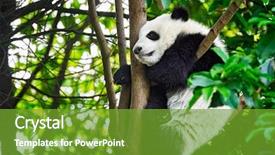  Presentation with symbol - Beautiful presentation featuring bear cub on tree chengdu backdrop and a tawny brown colored foreground