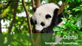  Presentation with tourist - Presentation theme with bear cub on tree chengdu background and a forest green colored foreground