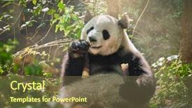  Presentation with symbol - PPT layouts enhanced with bear eating bamboo chengdu sichuan background and a tawny brown colored foreground