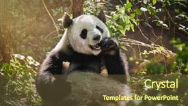  Presentation with symbol - PPT theme consisting of bear eating bamboo chengdu sichuan background and a  colored foreground