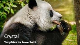  Presentation with symbol - Slides enhanced with bear eating bamboo chengdu sichuan background and a tawny brown colored foreground