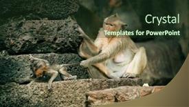  Presentation with thailand - Amazing slide set having bear-faced monkeys in lopburi thailand backdrop and a tawny brown colored foreground