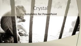  Presentation with prison thailand - PPT theme having bear-faced monkeys in lopburi thailand background and a soft green colored foreground