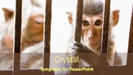  Presentation with thailand - Beautiful presentation design featuring bear-faced monkeys in lopburi thailand backdrop and a tawny brown colored foreground