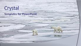  Presentation with polar bear - Amazing presentation design having bear family in natural environment backdrop and a sky blue colored foreground